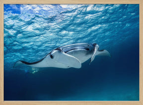 Manta ray Poster