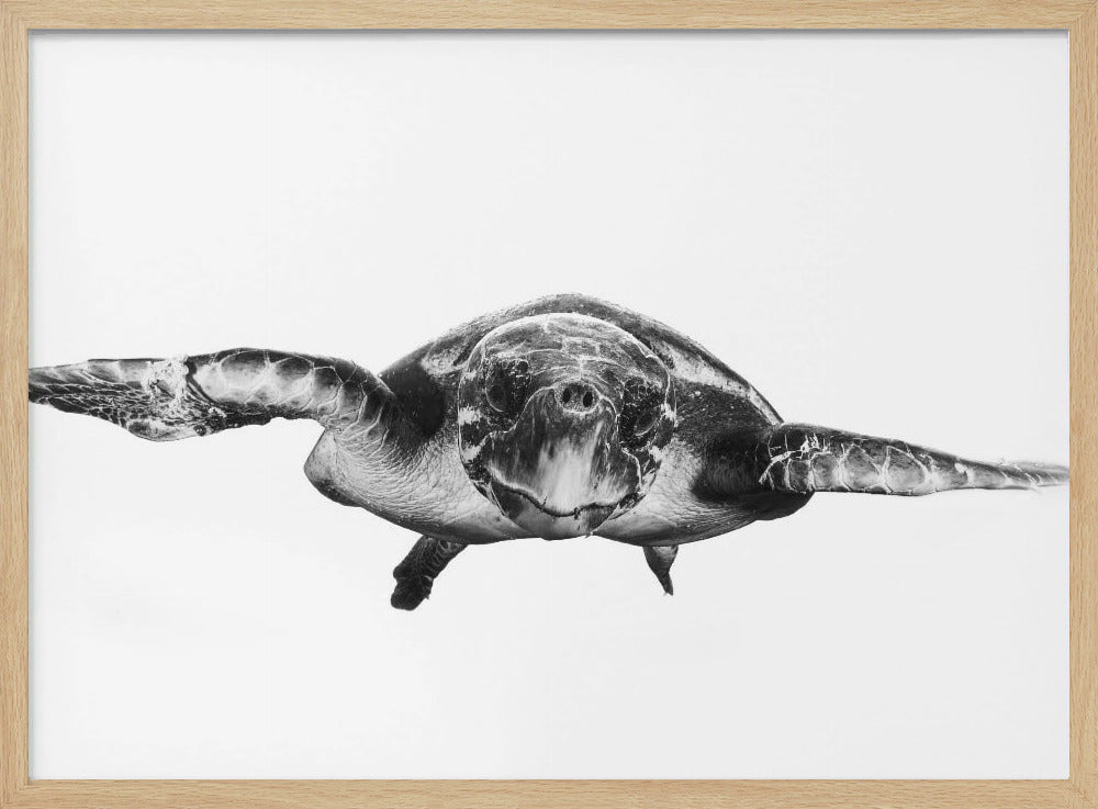 White and turtle Poster