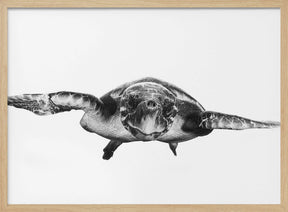 White and turtle Poster