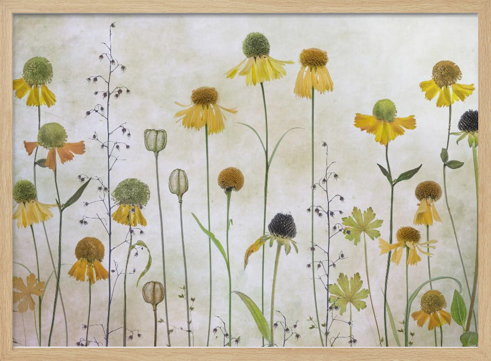 Helenium Poster