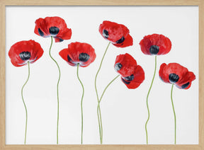 Ladybird Poppies Poster