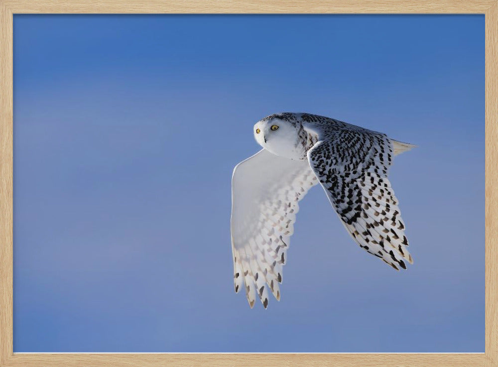 Flying Under Blue Poster