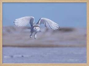 Snow Owl Poster