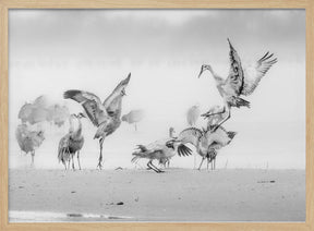 Sandhill Cranes in Morning Poster