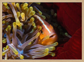 Skunk clownfish Poster