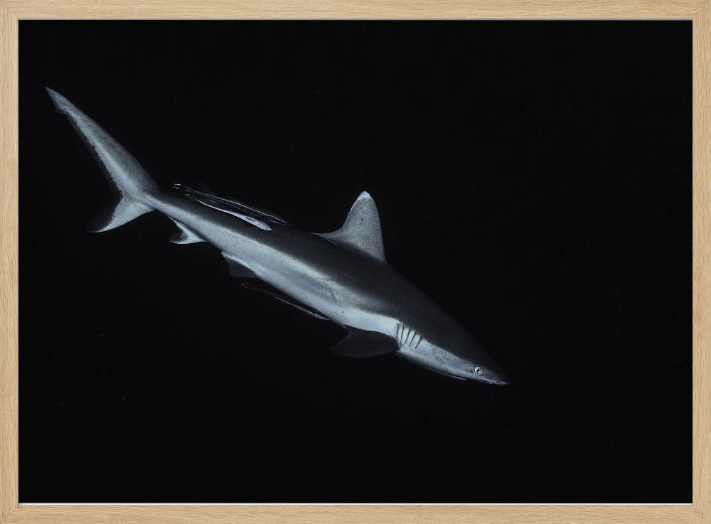 Gray reef shark Poster