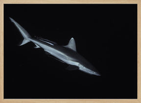 Gray reef shark Poster