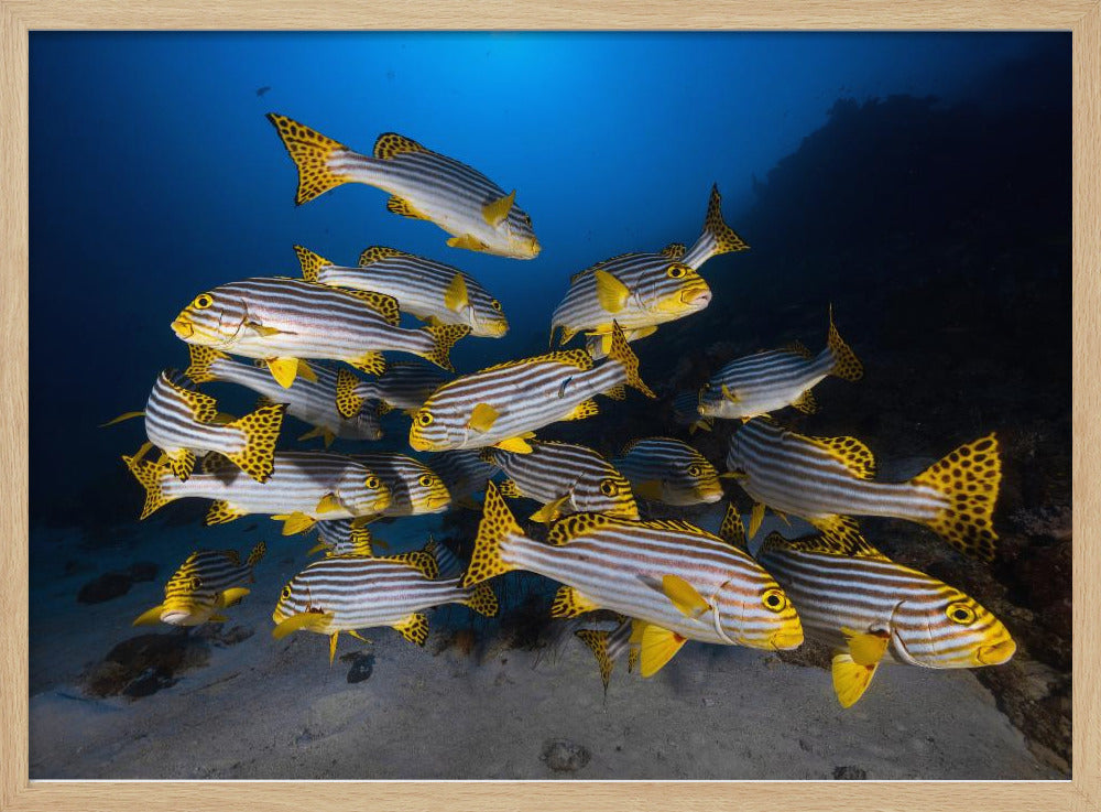 Underwater photography-Indian ocean sweetlips Poster