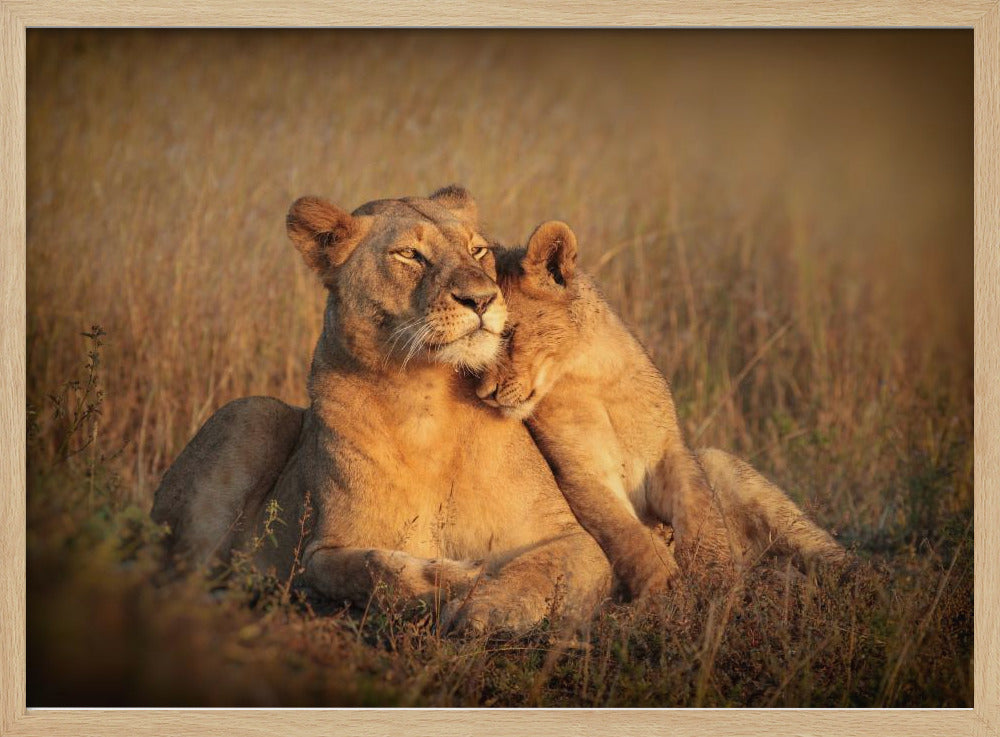 FELINE FAMILY Poster