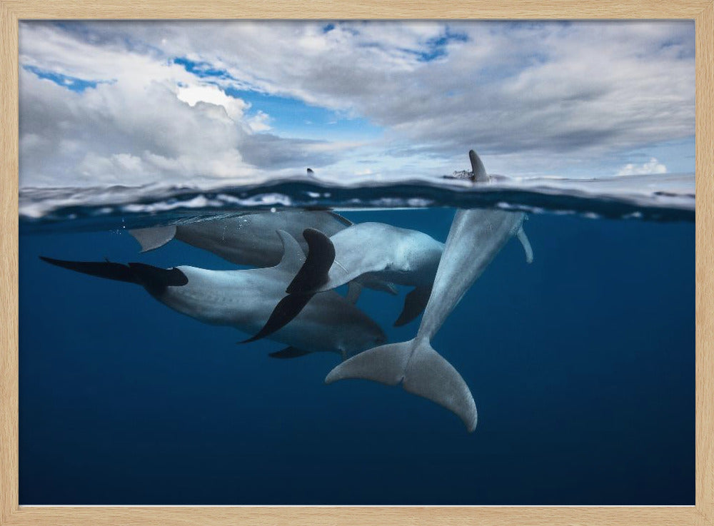 Pod of dolphin at the surface Poster