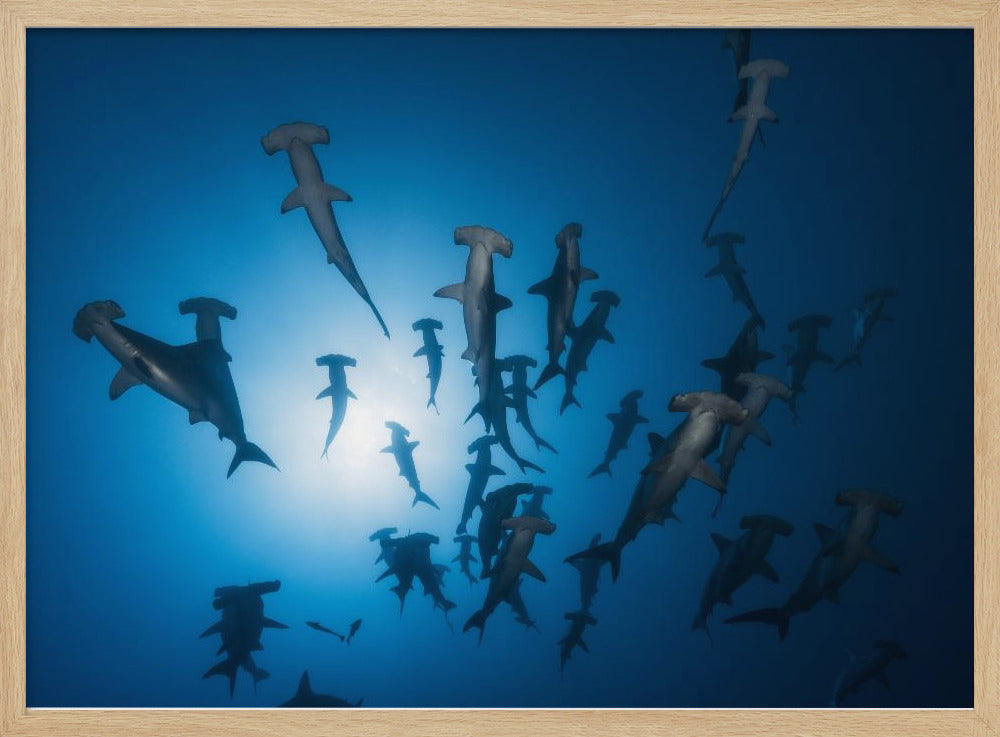 Hammerhead Shark - Underwater Photography Poster