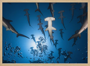 Hammerhead Shark Poster