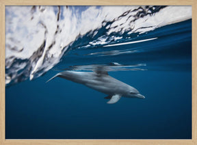 Bottlenose dolphin / Turciops Aduncus Poster