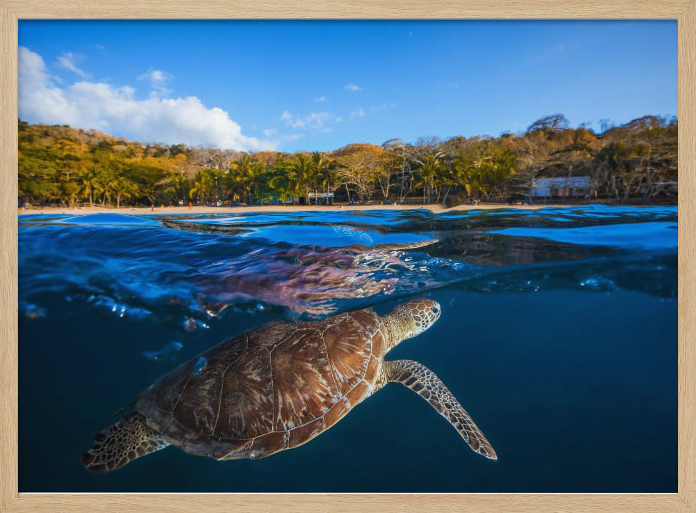 Green Turtle - Sea Turtle Poster