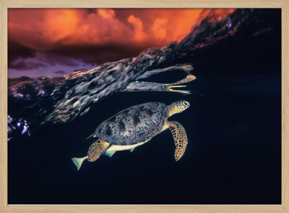 Green turtle and sunset - Sea Turtle Poster