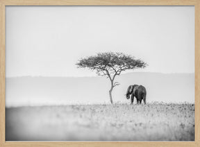 UMBRELLA THORN Poster