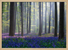 Bluebells Poster