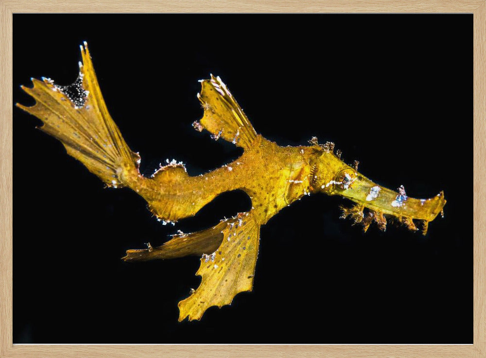 Delicate ghost pipefish Poster