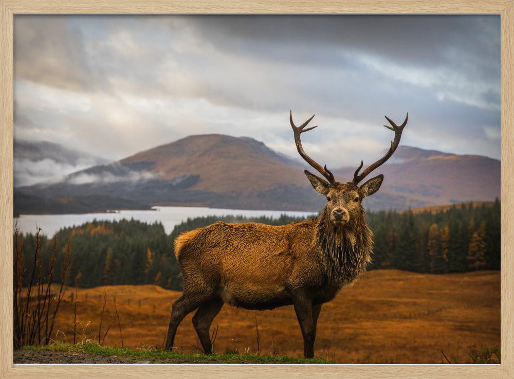 Scottish Stag Poster