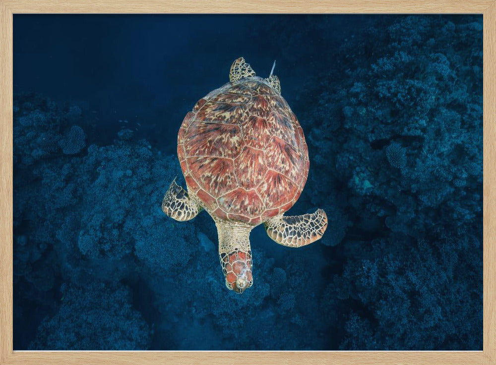 Green turtle on blue water Poster