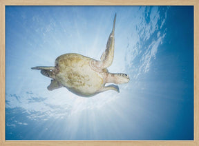 Sea Turtle - Green turtle Poster