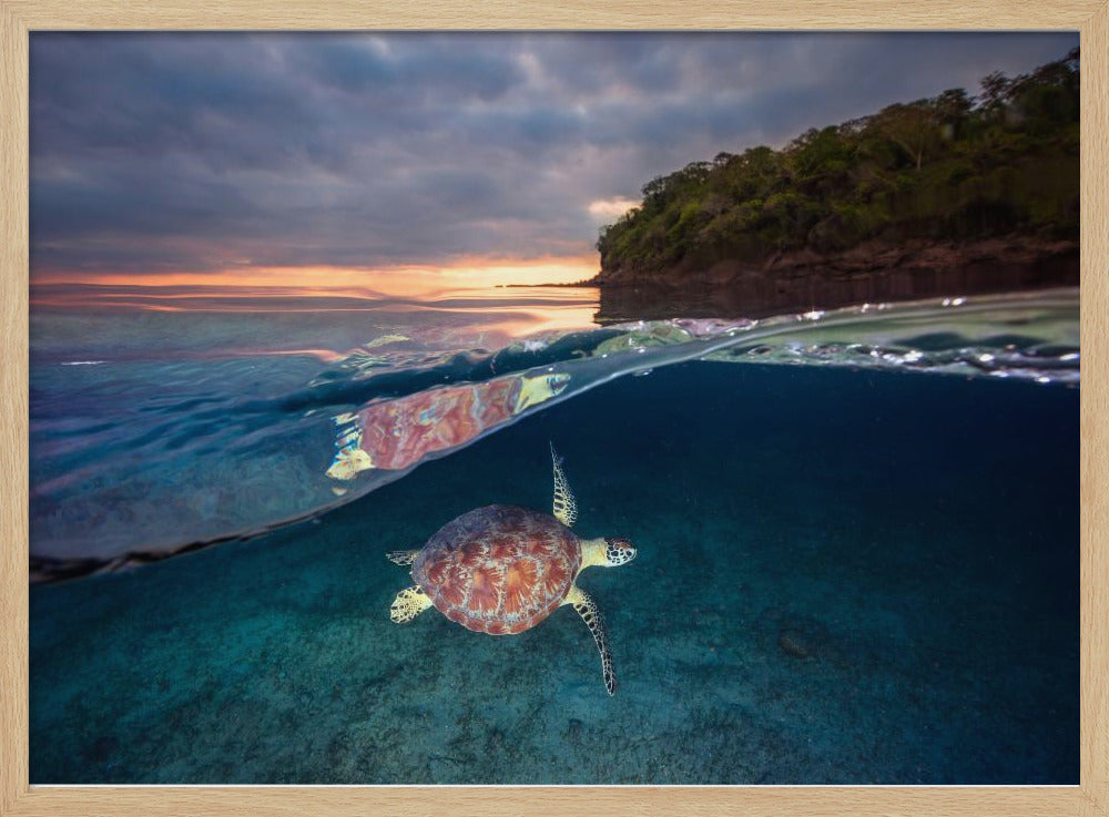 Green turtle with sunset Poster