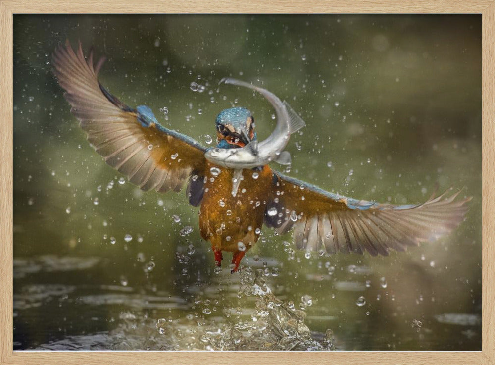 kingfisher Poster