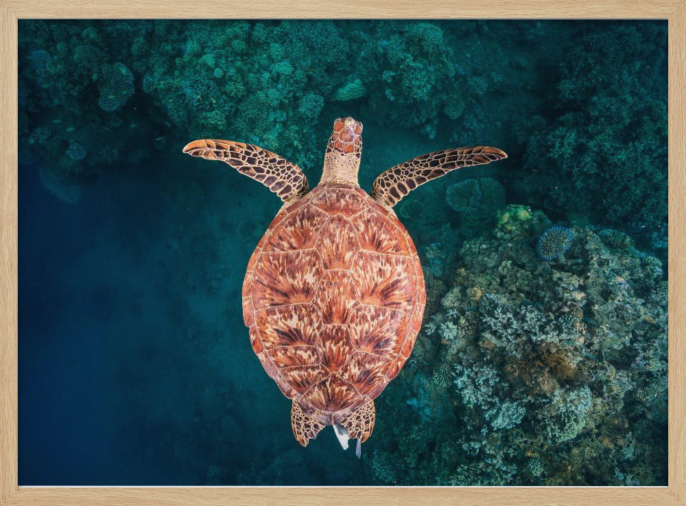 Flying over the reef Poster