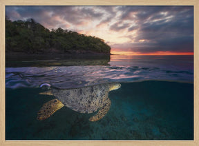 Over the surface - Sea Turtle Poster