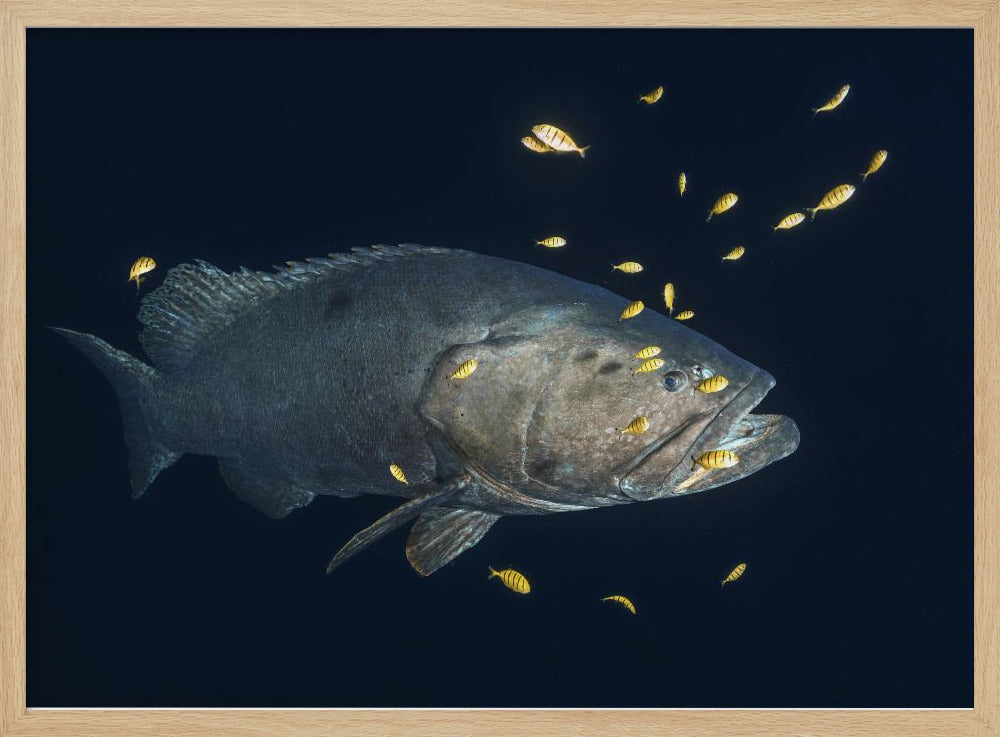 Giant grouper Poster