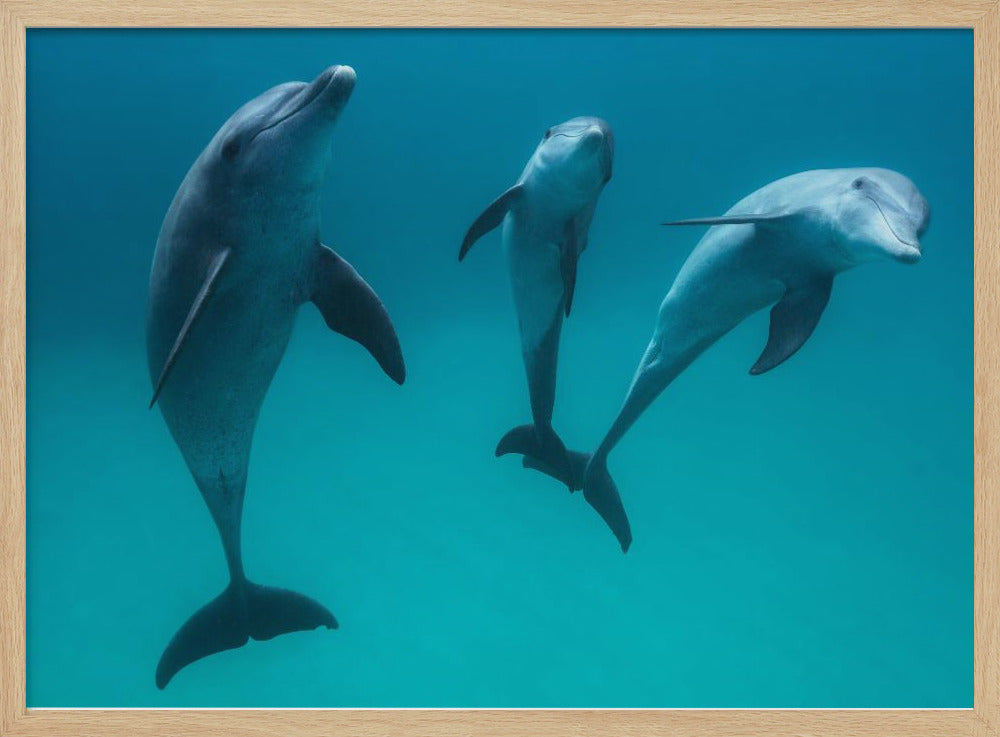 Bottlenose dolphins Poster