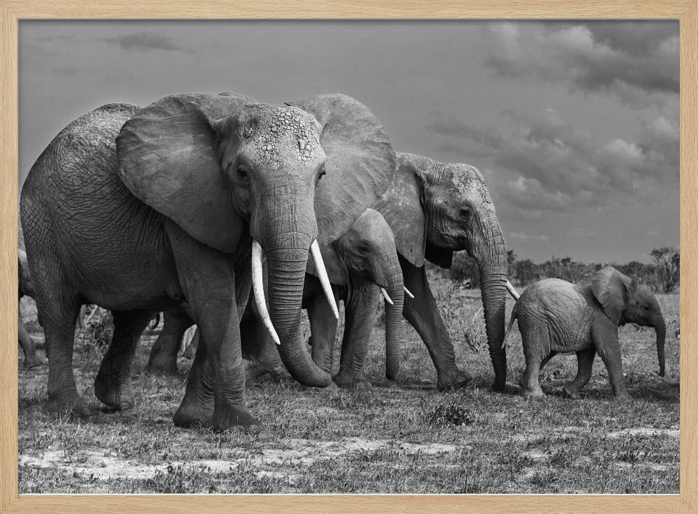 Elephants family Poster