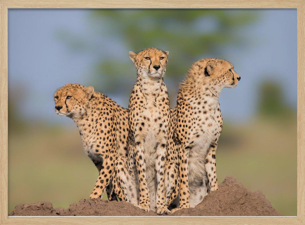 Cheetah Malaika and Her Two Boys Poster