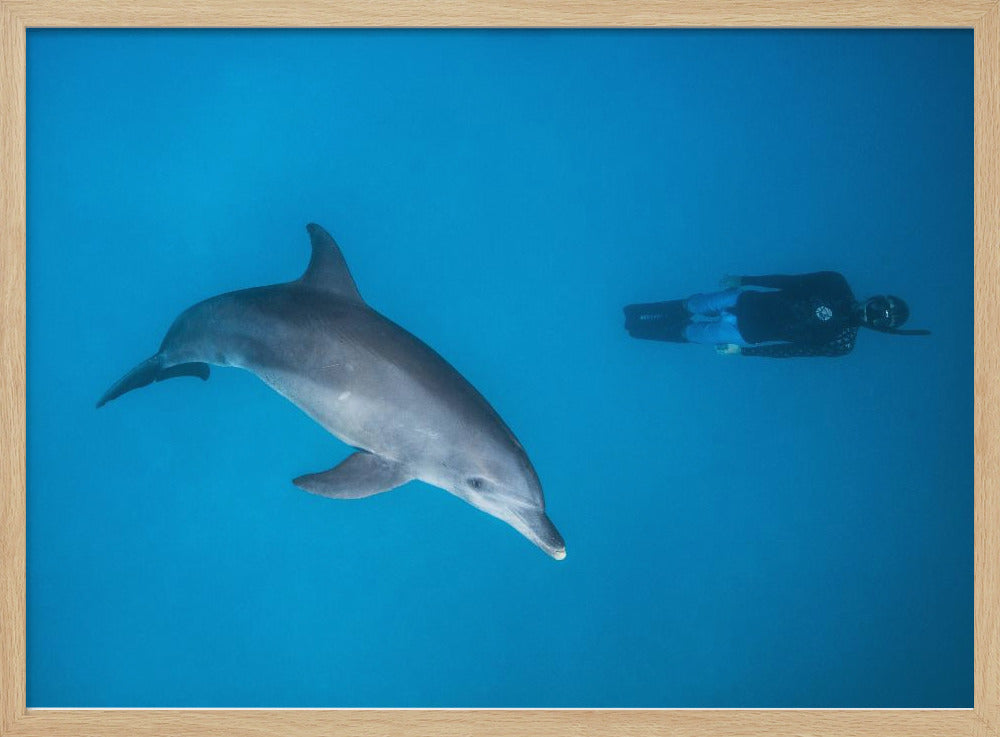 Dolphin and freediver Poster