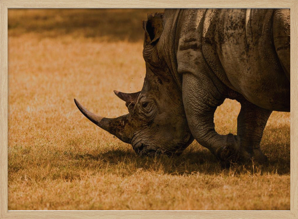 White rhino Poster