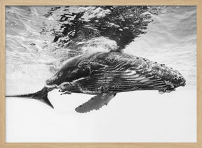 Humpback whale calf Poster