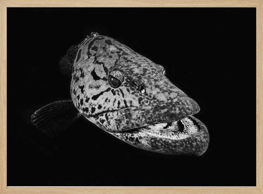 Potato grouper : Black  &amp; White Poster