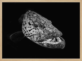 Potato grouper : Black  &amp; White Poster