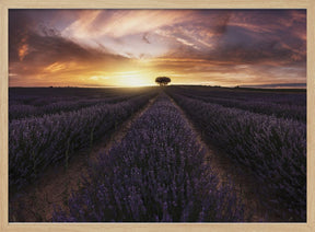 Lavender sunset Poster