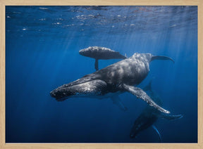 Humpback whale family Poster