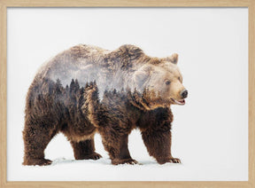 Bear Poster