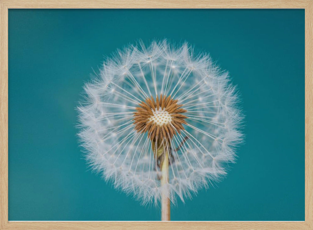 Dandelion Poster