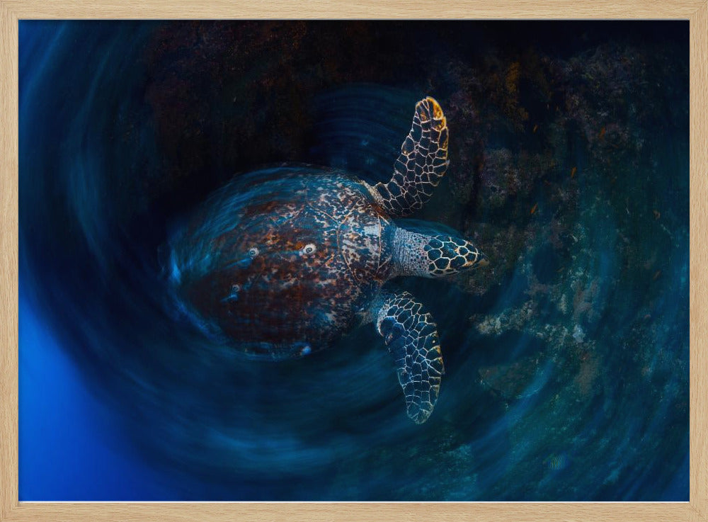 Hawksbill  sea turtle Poster