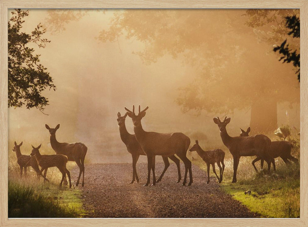 Deer on path Poster