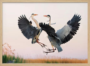 Heron Fighting Poster