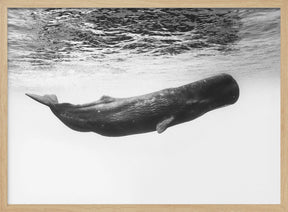 Sperm whale Poster