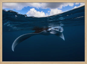 Manta ray Poster