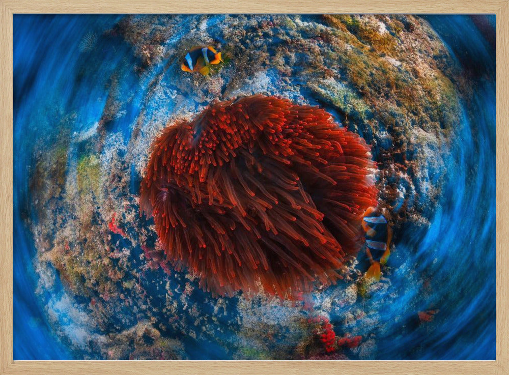 Red anemonfish Poster