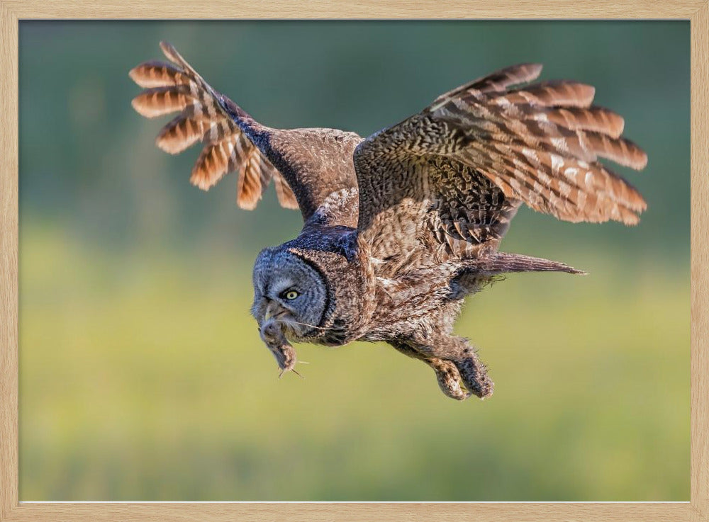 Great Grey Owl Poster