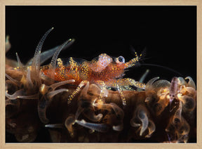 Zanzibar whip coral shrimp Poster